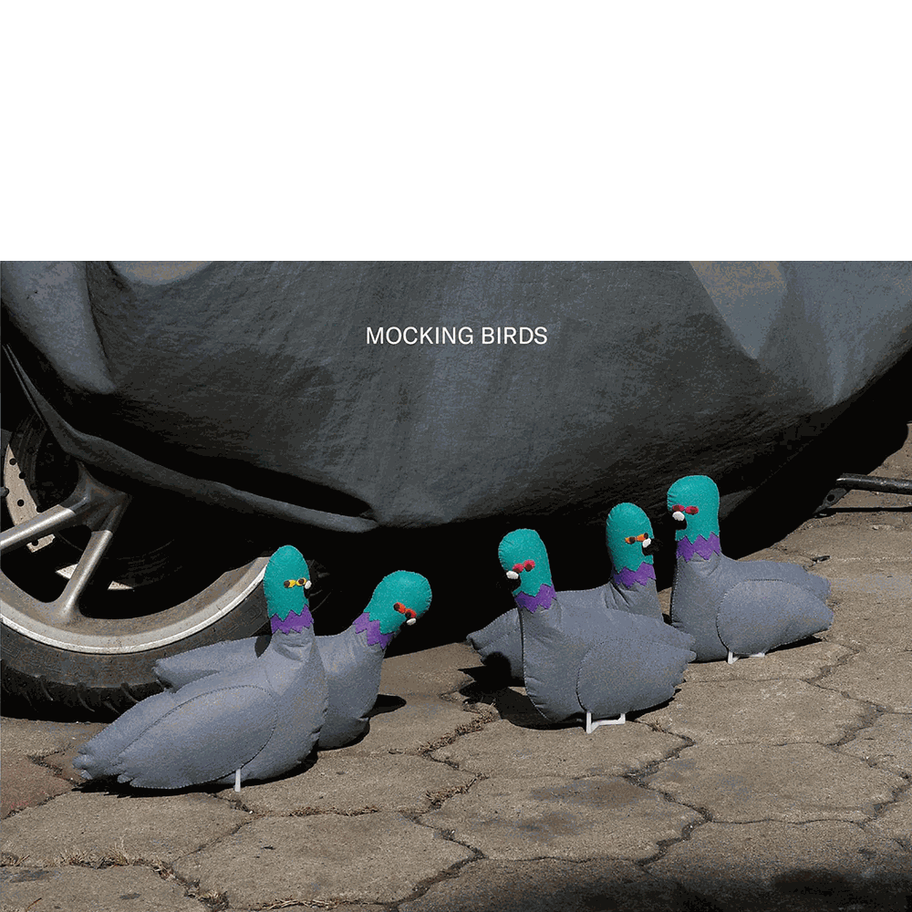 Mocking Birds · Bird Pit